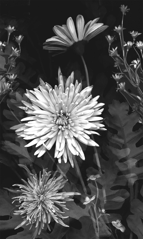 Neutral Mum Bouquet by artist Francine Funke